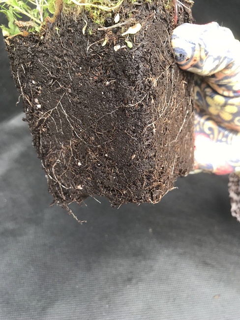 Вероника Розовая 1 шт Р9